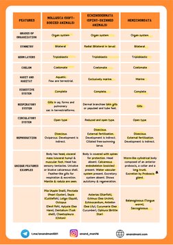 Overview of Animal Kingdom Phyla | PDF | Vertebrates | Mollusca