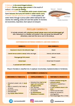 Overview of Animal Kingdom Phyla | PDF | Vertebrates | Mollusca