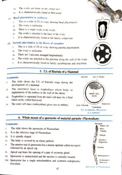 11 
ív. 
i. 
iii. 
The ovules are borne on the central axis 
iv. 
V. 
(c) 
Basal placentation in sunflower 
ii. 
Vi. 
iV. 
1.