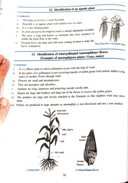 3 
iii. 
iv. 
V 
Comments: 
vi. 
i. 
The plant given here is water hyacinth. 
11i. 
iv. 
V. 
Vi. 
It is a free floating plant