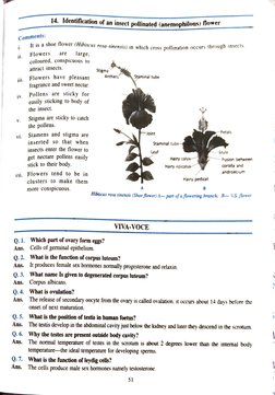 Comments: 
i. 
ii. 
jii. 
iv. 
V. 
vi. 
14. Identification of an insect pollinated (anemophilous) lower 
Ans. 
It is a shoe f