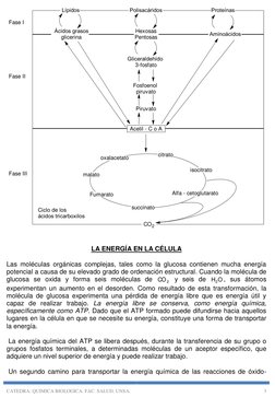CATEDRA: QUIMICA BIOLOGICA. FAC. SALUD. UNSA. 
3 
Acetil - C o A
Lípidos
Polisacáridos
Proteínas
Ácidos grasos
glicerina