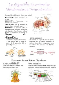 La digestión de animales
Vertebrados e Invertebrados 
Existen 4 fases del proceso digestivo en animales:
INGESTIÓN: Toma alim