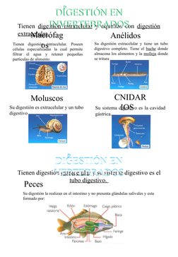DIGESTIÓN EN 
INVERTEBRADOS
Tienen digestión intracelular y aquellos con digestión 
extracelular.
Macrófag
os  
CNIDAR
IOS