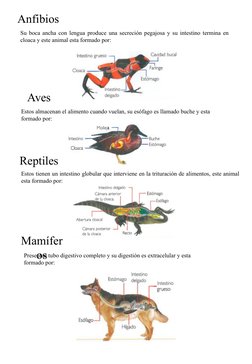 Su boca ancha con lengua produce una secreción pegajosa y su intestino termina en 
cloaca y este animal esta formado por:
Est