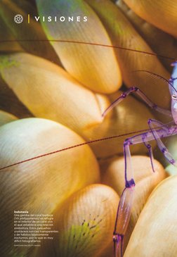 V I S I O N E S
Indonesia
Una gamba del coral burbuja  
(Vir philippinensis) se refugia  
en el interior de un coral con  
el