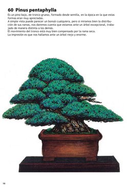 10    
60  Pinus pentaphylla
Es un pino bajo, de tronco grueso, formado desde semilla, en la época en la que estas 
formas er