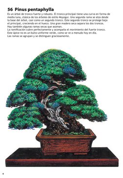 6    
56  Pinus pentaphylla
Es un árbol de tronco fuerte y robusto. El tronco principal tiene una curva en forma de 
media lu