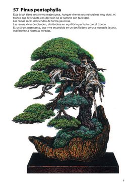 7
57  Pinus pentaphylla
Este árbol tiene una forma majestuosa. Aunque vive en una naturaleza muy dura, el 
tronco que