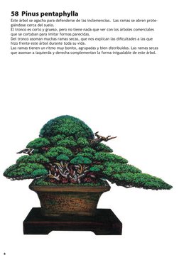 8    
58  Pinus pentaphylla
Este árbol se agacha para defenderse de las inclemencias.  Las ramas se abren prote­
giéndose cer