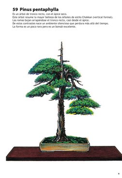 9
59  Pinus pentaphylla
Es un árbol de tronco recto, con el ápice seco.
Este árbol resume la mayor belleza de los árbo