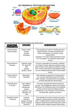 CELL ORGANELLES: STRUCTURE AND FUNCTIONS 
Here's the table with organelles grouped according to their related functions:
FUNC