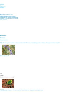 reticulum 
Smooth  
endoplasmic  
reticulum 
Ribosomes (small brown dots) 
Central vacuole: prominent organelle 
in older pla