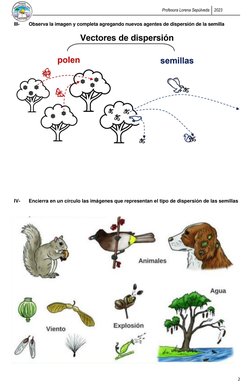 Profesora Lorena Sepúlveda 
2023 
 
2 
III- 
Observa la imagen y completa agregando nuevos agentes de dispersión de la semill