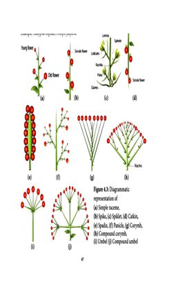 Compound Corymb Inflorescence Examples