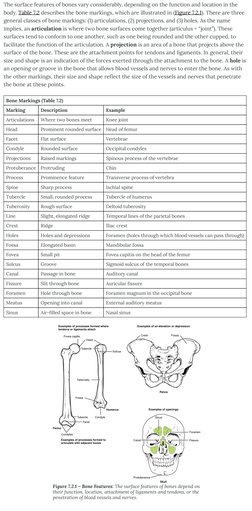 Specific Bone Features Overview of Bone Surface Markings | PDF | Vertebra | Vertebral Column